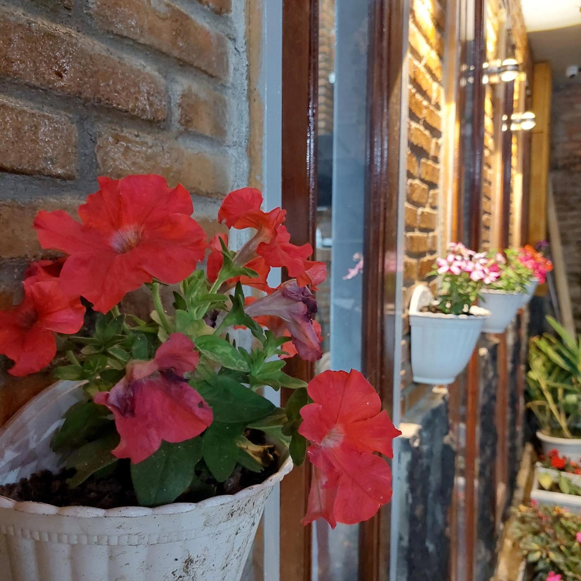 Sapo Rumbia Berastagi Cameră foto